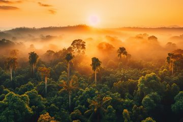 Selva Amazónica Biodiversidad en la Amazonía Conservación ambiental en la Amazonía Comunidades indígenas amazónicas Ecoturismo en la Amazonía Deforestación en la selva amazónica Importancia de la Amazonía Desarrollo sostenible en la Amazonía Flora y fauna amazónica Protección de la selva tropical