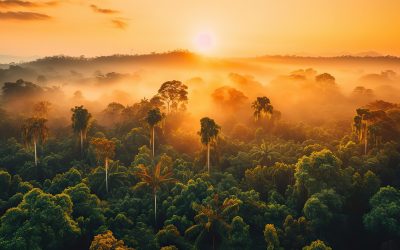 Selva Amazónica Biodiversidad en la Amazonía Conservación ambiental en la Amazonía Comunidades indígenas amazónicas Ecoturismo en la Amazonía Deforestación en la selva amazónica Importancia de la Amazonía Desarrollo sostenible en la Amazonía Flora y fauna amazónica Protección de la selva tropical